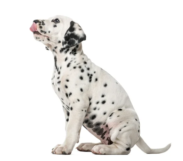 Dalmacia cachorro sentado y lamiendo delante de un fondo blanco — Foto de Stock