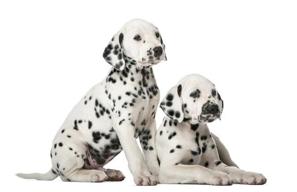 Dois cachorros dálmatas na frente de um fundo branco — Fotografia de Stock