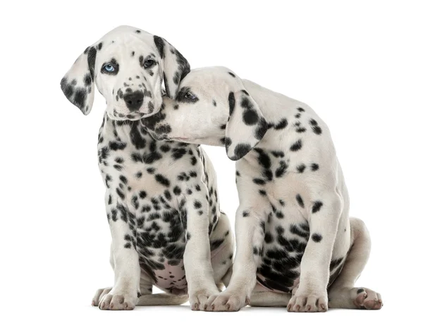 Two Dalmatian puppies cuddling in front of a white background — Stock Photo, Image