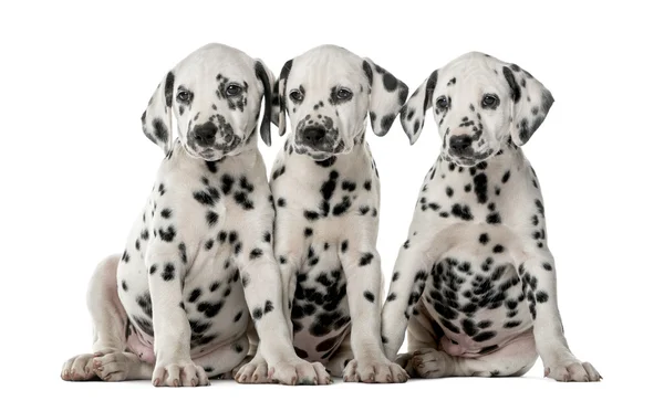 Três cachorros dálmatas sentados na frente de um fundo branco — Fotografia de Stock