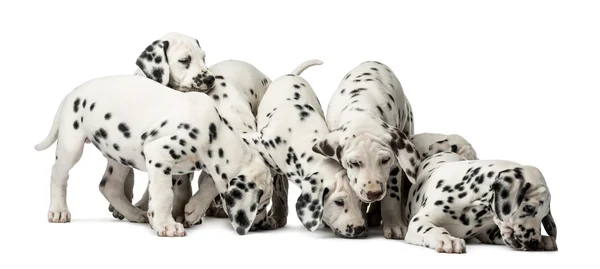 Grupo de cachorros dálmatas comendo na frente de um fundo branco — Fotografia de Stock