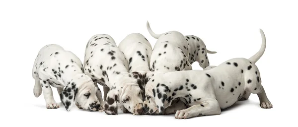 Grupo de cachorros dálmatas comiendo frente a un fondo blanco — Foto de Stock