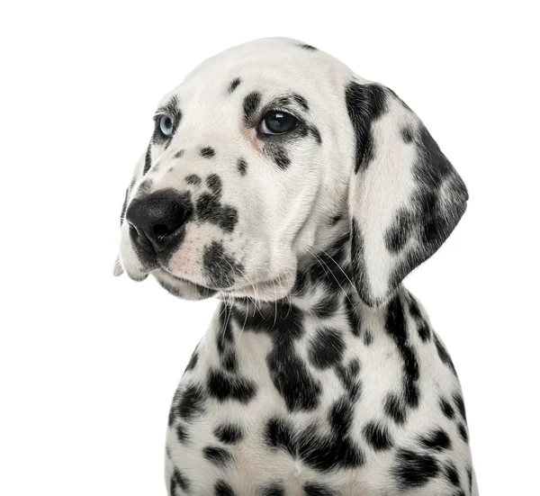 在白色背景前的达尔马提亚狗的特写镜头 — 图库照片