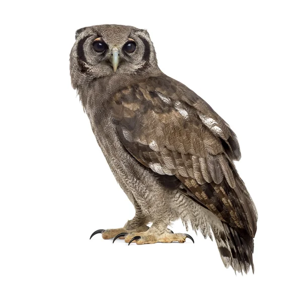 Coruja-águia - Bubo lacteus — Fotografia de Stock