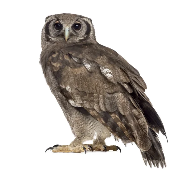 Verreaux-oehoe - Bubo lacteus — Stockfoto