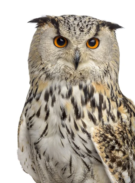 Primo piano di un gufo reale siberiano - Bubo bubo (3 anni) a fr — Foto Stock