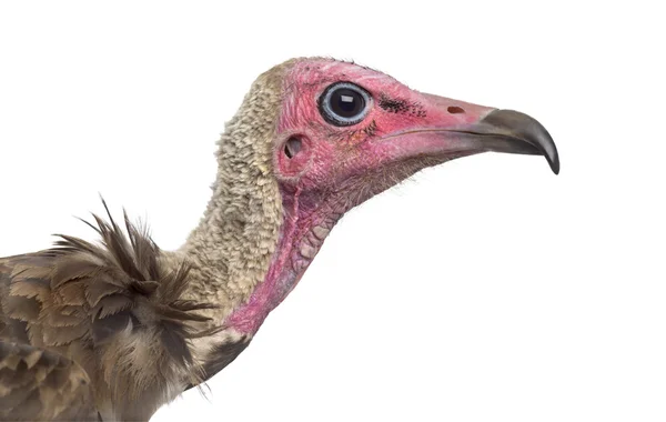 Close-up de um abutre com capuz Necrosyrtes monachus (11 anos de idade — Fotografia de Stock