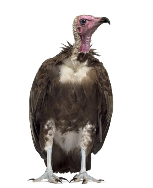 Hooded vulture - Necrosyrtes monachus (11 years old) in front of — Stock Photo, Image