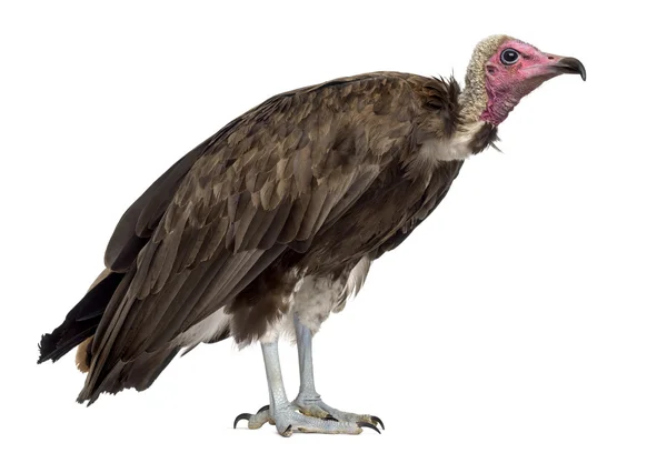 Hooded vulture - Necrosyrtes monachus (11 years old) in front of — Stock Photo, Image