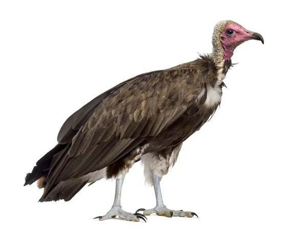 Avvoltoio incappucciato - Necrosyrtes monachus — Foto Stock