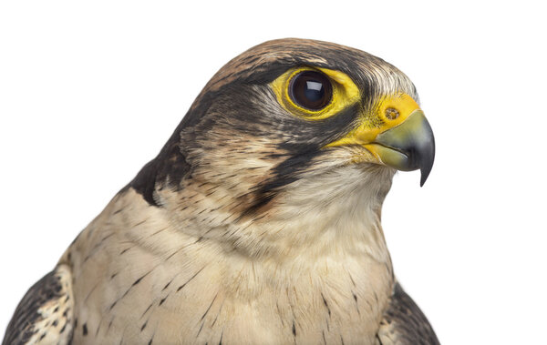 Close-up of a Lanner falcon - Falco biarmicus (7 years old) in f