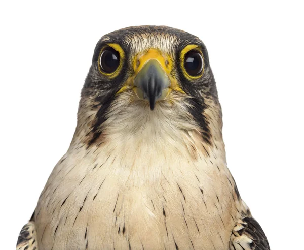 Close-up de um falcão Lanner — Fotografia de Stock