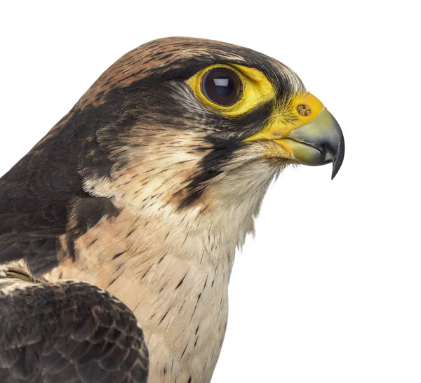 Close-up van een Lanner falcon — Stockfoto