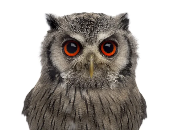 Northern white-faced owl — Stock Photo, Image