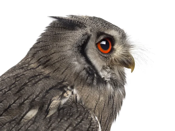 Close-up van een noordelijke Blaarkoppen uil - Ptilopsis leucotis (1 y — Stockfoto