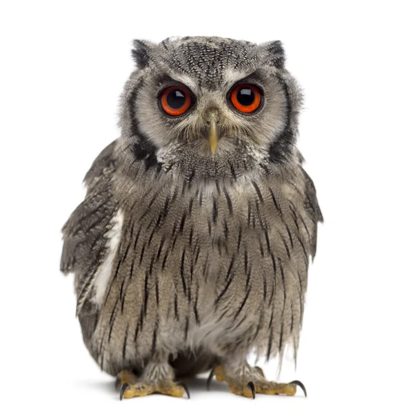 Spotted eagle-owl — Stockfoto