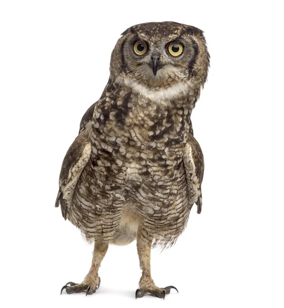 Spotted eagle-owl — Stockfoto