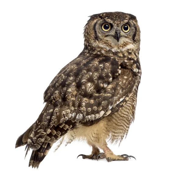 Búho águila manchada - Bubo africanus (4 años) delante de una w — Foto de Stock