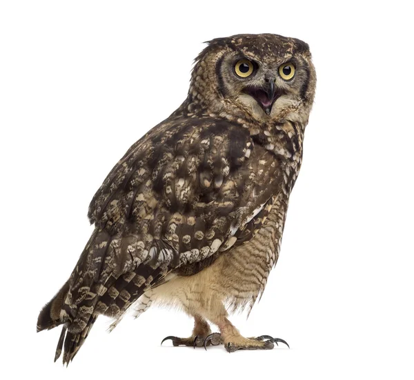 Spotted eagle-owl - Bubo africanus (4 years old) in front of a w — Stock Photo, Image
