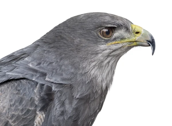 智利的蓝色鹰-Geranoaetus melanoleucus (17 的特写镜头 — 图库照片