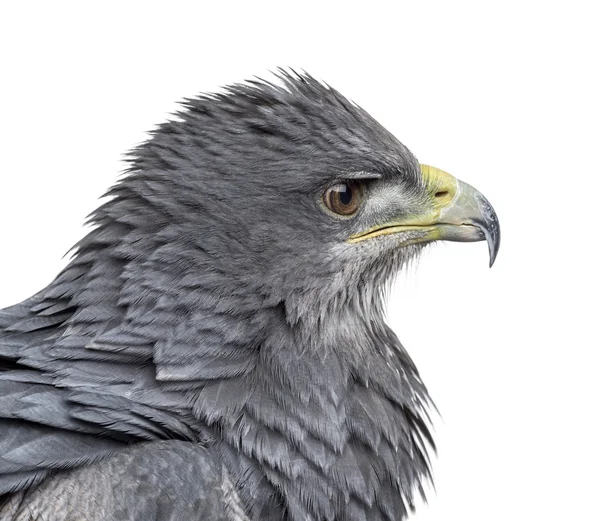 Close-up of a Chilean blue eagle - Geranoaetus melanoleucus (17 — Stock Photo, Image