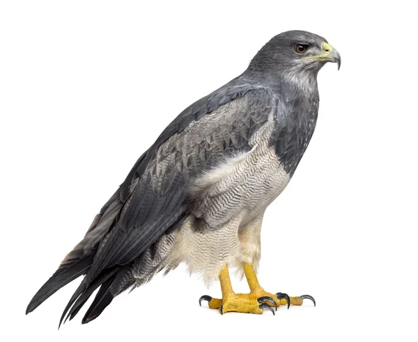 Águia azul chilena - Geranoaetus melanoleucus (17 anos) em — Fotografia de Stock