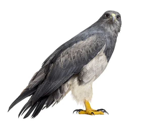 Chileense blauwe eagle - Geranoaetus melanoleucus (17 jaar oud) in — Stockfoto