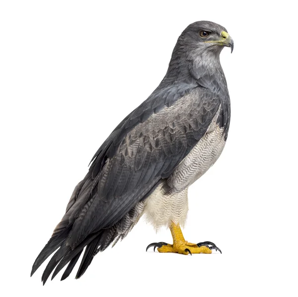 Aquila azzurra cilena - Geranoaetus melanoleucus (17 anni) in — Foto Stock