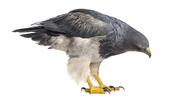 Chilean blue eagle - Geranoaetus melanoleucus (17 years old) in — Stock Photo, Image