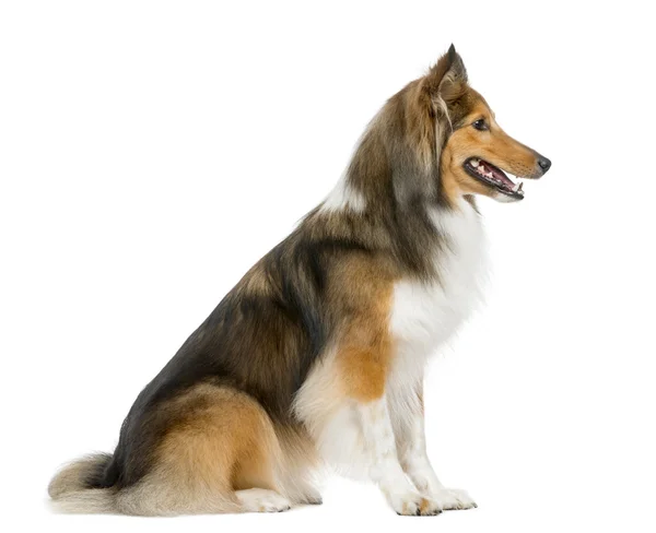 Shetland Sheepdog sitting in front of a white background — Stock Photo, Image