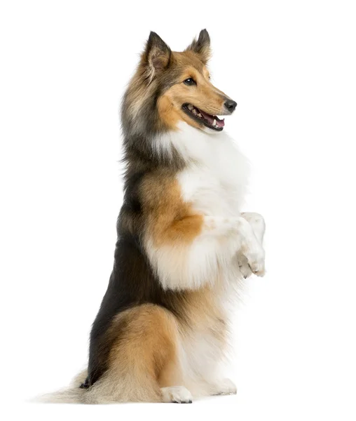 Shetland Sheepdog em patas traseiras na frente de um fundo branco — Fotografia de Stock