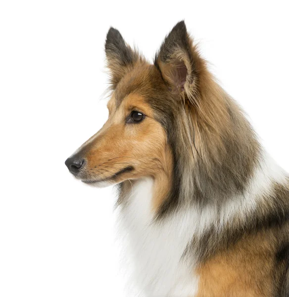 Σκύλος, άλμα - τσοπανόσκυλο Shetland — Φωτογραφία Αρχείου