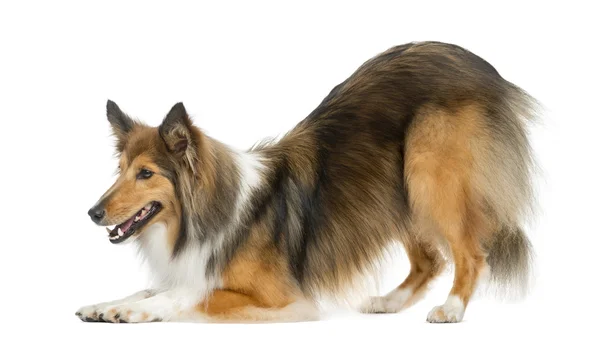 Hund hoppa - Shetland Sheepdog — Stockfoto