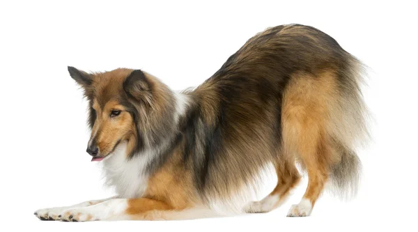 Dog jumping - Shetland Sheepdog — Stock Photo, Image