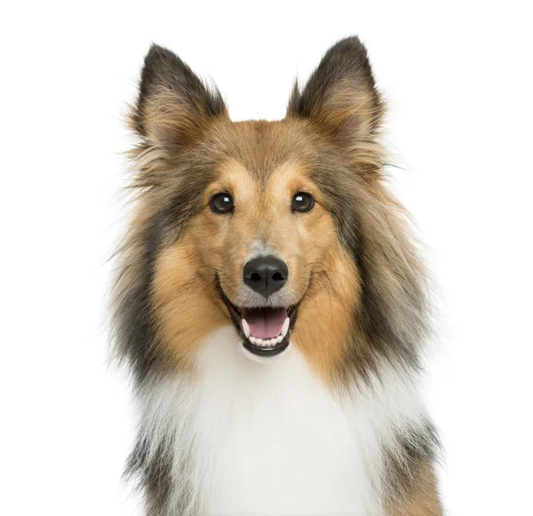 Dog jumping - Shetland Sheepdog — Stock Photo, Image