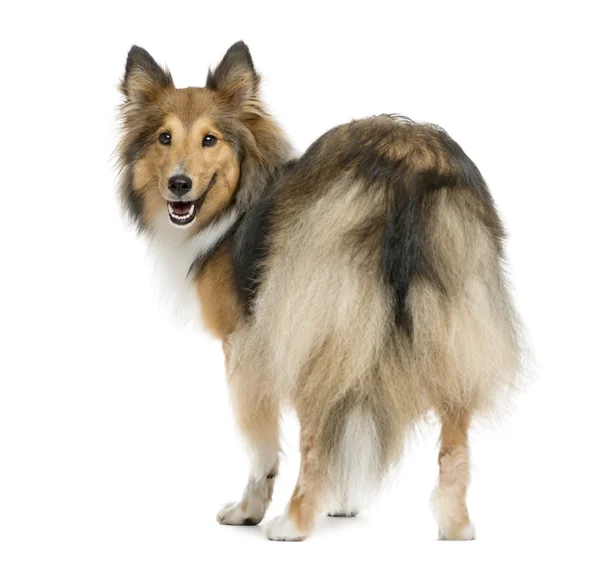 Cane che salta - Shetland Sheepdog — Foto Stock