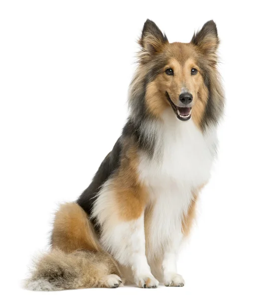 Pes skákání - Sheltie — Stock fotografie