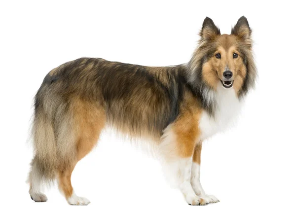 Hond springen - Shetland Sheepdog — Stockfoto