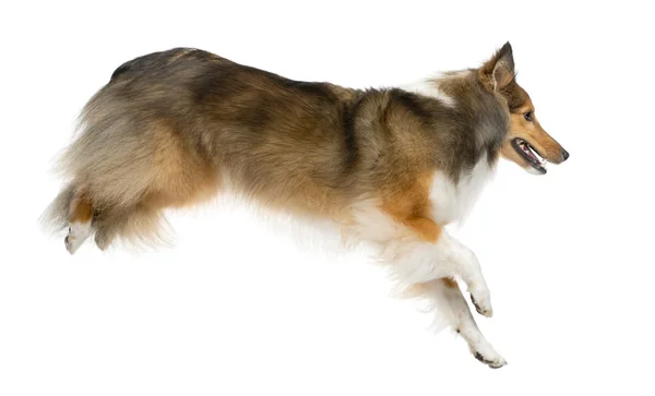 Shetland Sheepdog hoppa framför en vit bakgrund — Stockfoto