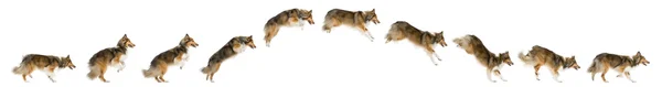 Dog jumping - Shetland Sheepdog — Stock Photo, Image