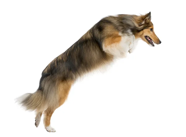 Shetland Sheepdog jumping in front of a white background — Stock Photo, Image