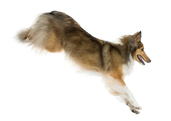 Shetland Sheepdog springen voor een witte achtergrond — Stockfoto