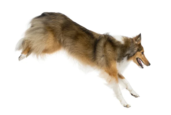 Shetland Sheepdog jumping in front of a white background — Stock Photo, Image