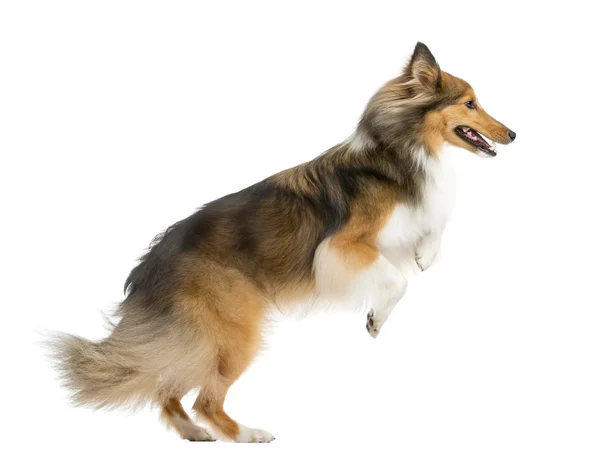 Shetland Sheepdog jumping in front of a white background — Stock Photo, Image