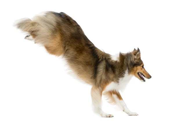 Shetland Sheepdog jumping in front of a white background — Stock Photo, Image