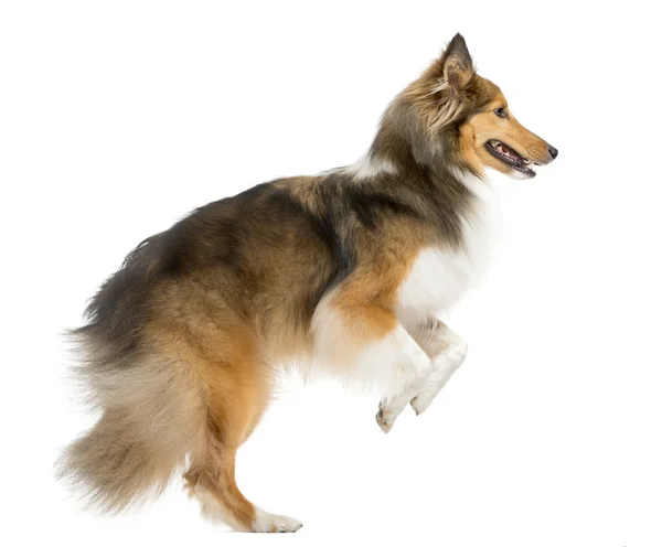 Shetland Sheepdog sautant devant un fond blanc — Photo