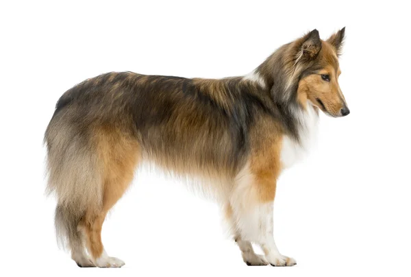 Shetland Sheepdog jumping in front of a white background — Stock Photo, Image