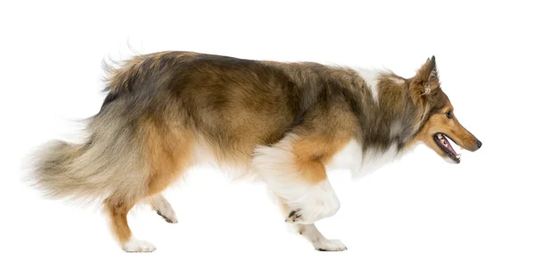 Shetland Sheepdog running in front of a white background — Stock Photo, Image