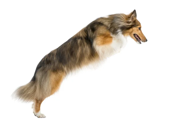 Shetland Sheepdog jumping in front of a white background — Stock Photo, Image