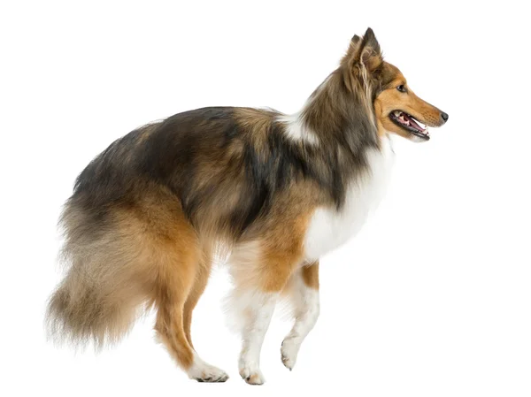 Shetland Sheepdog jumping in front of a white background — Stock Photo, Image